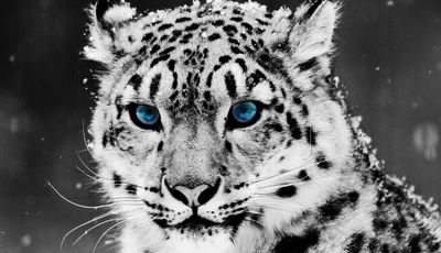 Image: Cat, snow leopard, blue eyes, look, snow