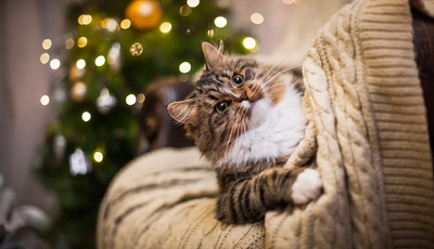 Image: Cat, look, sweater, glare, tree