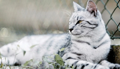 Image: Кот, белый, полосатый, трава, лежит, забор