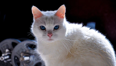 Image: Кот, белый, глаза, голубые, взгляд, пушистый, гантели