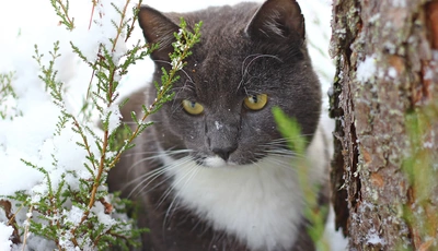 Image: Кот, смотрит, снег, ветки, кора, дерево