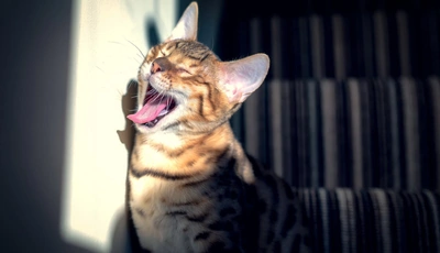 Image: Кот, кошка, морда, пасть, язык, шерсть, зевает, свет, полоски
