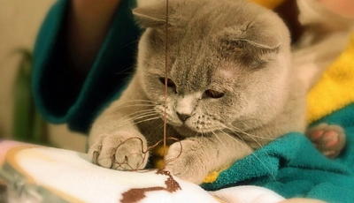 Картинка: Кот, морда, шерсть, вышивание, нитки