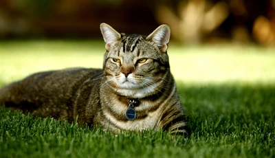 Картинка: Кот, лежит, трава, медальон, ошейник, морда