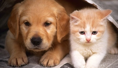 Image: Животные, собака, кот, грусть