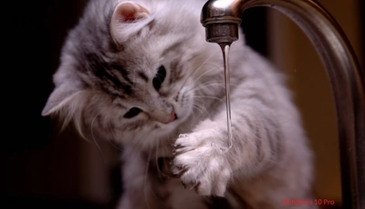 Картинка: котенок, кран, вода