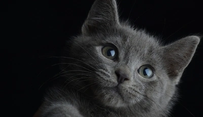 Image: Kitten, muzzle, eyes, grey
