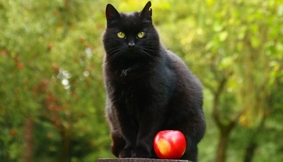 Image: Кот, чёрный, ухо, сидит, яблоко, красное, боке