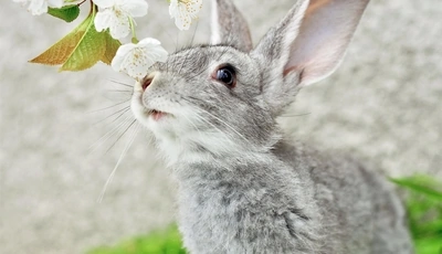 Image: Кролик, шерсть, серый, ушастик, мордочка, глаз, ветка, цветы, нюхает