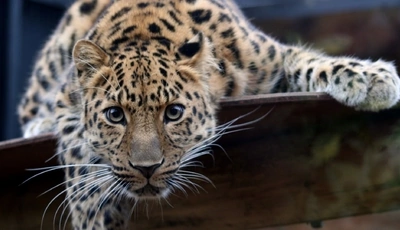 Image: леопард, хищник, молодой леопард