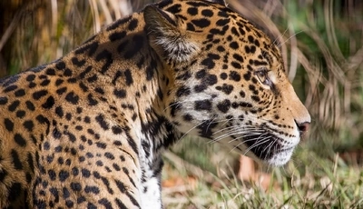 Image: Леопард, хищник, морда, глаз, шерсть, пятна, профиль