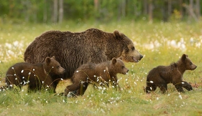 Картинка: Бурый медведь, медведица, медвежата, прогулка, лес, трава
