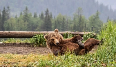 Image: Bear, brown, legs, lying, on back, timber, forest, trees, grass