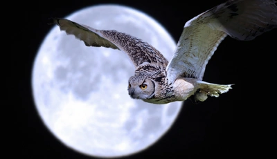 Image: Owl, moon, full moon, night, light, flying