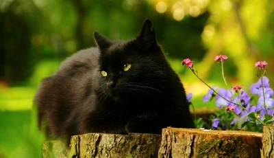 Image: Кот, кошка, чёрный, лежит, глаза, уши, пень, цветы, лето, день, солнечный, размытость