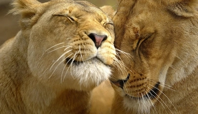 Image: Lion, lioness, love, care, tenderly