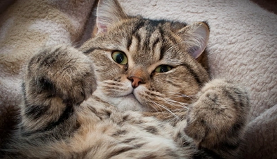 Image: Cat, muzzle, fluffy, lies, looks, plaid