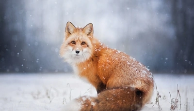 Картинка: Лиса, морда, глаза, уши, рыжая, пушистая, снежинки, снег, зима