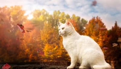 Image: Кошка, белая, пушистая, листья, осень, деревья, облака