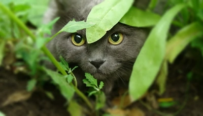 Image: Кот, взгляд, укрытие, охота, хищник, листья