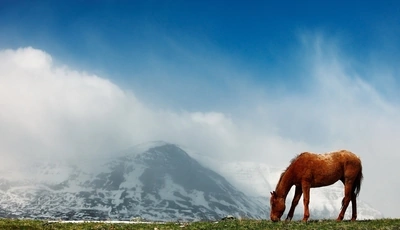 Image: Horse, field, grass, snow, sky, mountain, clouds, fog
