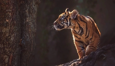 Картинка: Тигр, тигрёнок, малыш, хищник, полоски