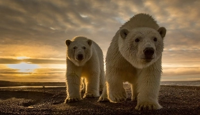 Картинка: Закат, Медведи, Семья