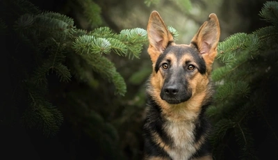 Image: Dog, breed, shepherd, ears, muzzle, tree, fir, branches