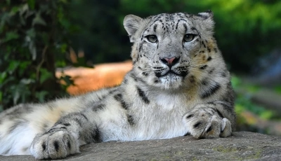Image: Snow leopard, cat, muzzle, wild, predator, spots, lies, stone