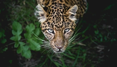 Image: Leopard, spots, muzzle, predator, looking