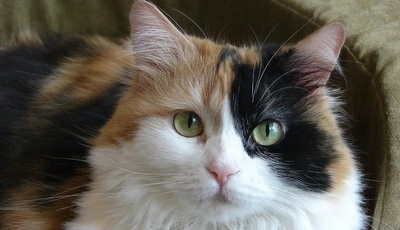 Image: Cat, muzzle, wool, color, mustache, ears, gaze, eyes