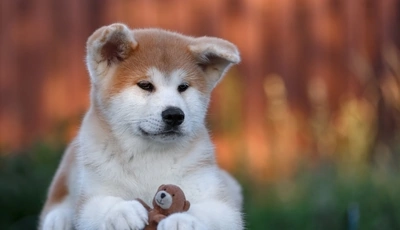 Image: Dog, Akita, dog, fur, snout, ears, feet, toy
