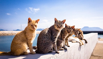 Image: Six, cats, look, shadow, sky, bask, sit