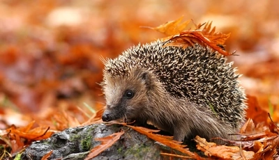 Image: Hedgehog, spines, leaves, autumn