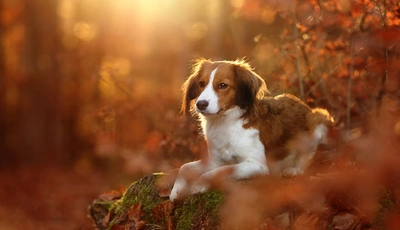 Image: Собака, пёс, лежит, лес, осень, холм, мох, листья