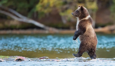 Image: Bear, carnivore, paws, goes, water, lake, fish, stranded