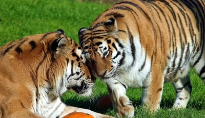 Картинка: Тигры, толстая, хищники, кошки, еда, трава, пара, обнимаются, солнечный день