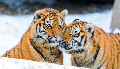 Image: Пара, тигрята, морда, полосы, глаза, взгляд, хищник, снег, зима, нежатся