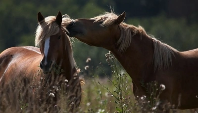 Image: Лошадь, пара, грива, едят, трава, поле, боке
