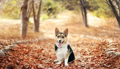 Image: Doggy, doggie, sitting, tongue, dry, fallen, leaves, autumn
