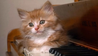 Картинка: кошка, пианино, животные
