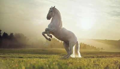 Картинка: Лошадь, белая, поле, стойка, пейзаж, солнце, туман