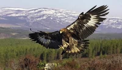 Image: Птица, полёт, хищник, беркут, крылья, перья, природа, лес, горы, небо