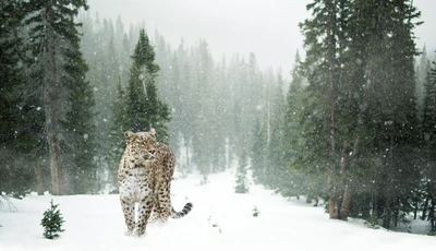 Image: Far east, leopard, winter, snow, forest, trees, green, glade, predator, cat