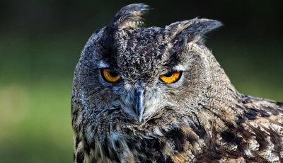 Image: Bird, long-eared owl, feathers, eyes, wind