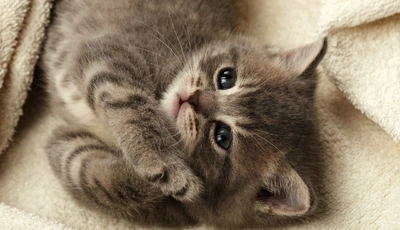 Image: Котёнок, маленький, пушистый, мрдочка, глаза, шерсть, лапки, лежит, плед