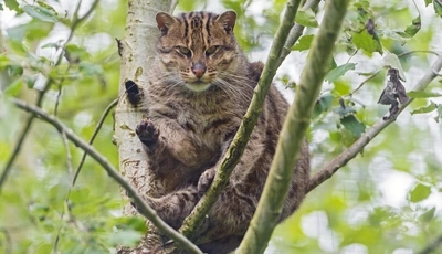 Image: Cat angler, predator, tree, branches, fluffy, paws, leaves