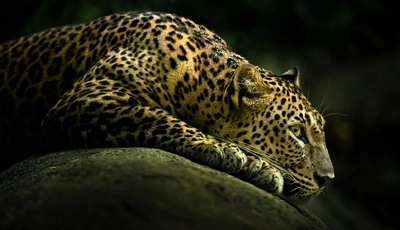 Image: Леопард, пятна, лежит, камень, затемнение