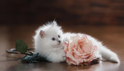Картинка: Котёнок, белый, пушистый, роза, цветок, розовый