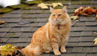 Картинка: Кот, рыжий, сидит, ошейник, взгляд, крыша, листья